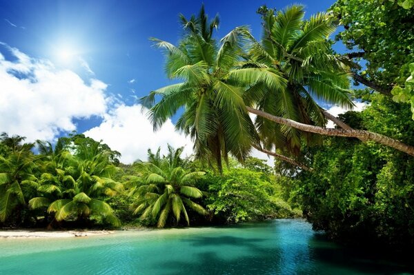 Vacances à la mer. Plage, palmiers, quoi d autre pour le bonheur est nécessaire?