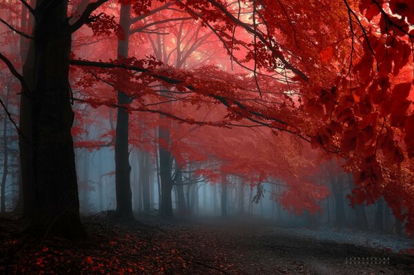 Árboles bosque niebla rosa