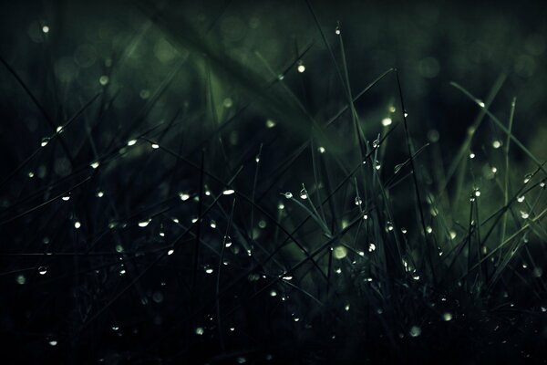 Dark green grass with dew drops