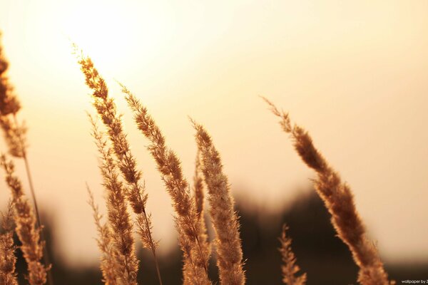 Spikelets on the background of an evening sunset