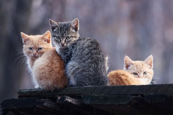 Two redheads and a gray cat on a blurry background