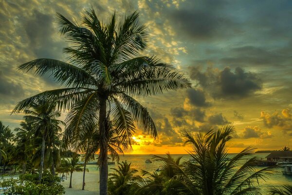 Paradise sunset under palm trees by the sea