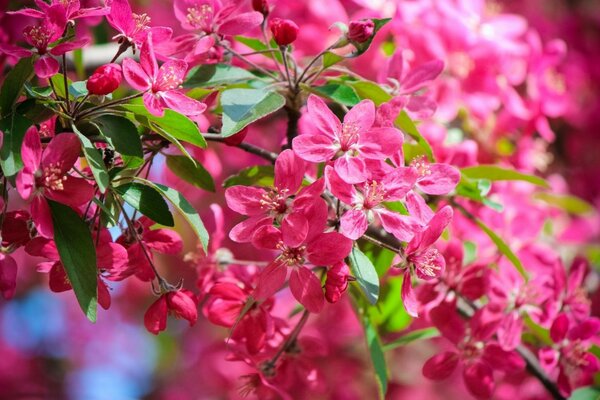 La rama en flor es una jugosa estética rosa