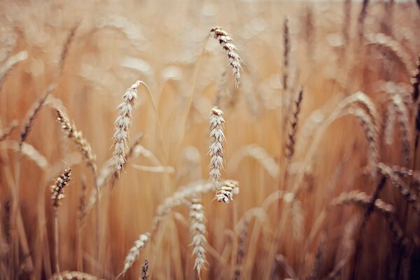 Ripe ears of wheat in the field