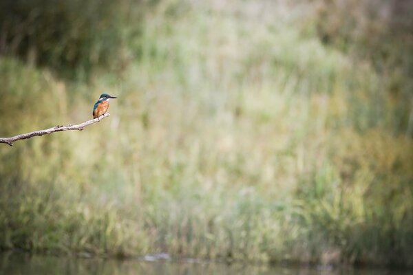 Pequeño pájaro en una rama sobre un río