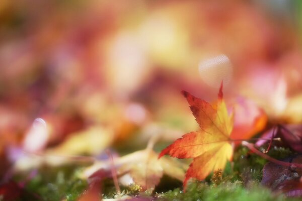 Осенний лист в свете солнца