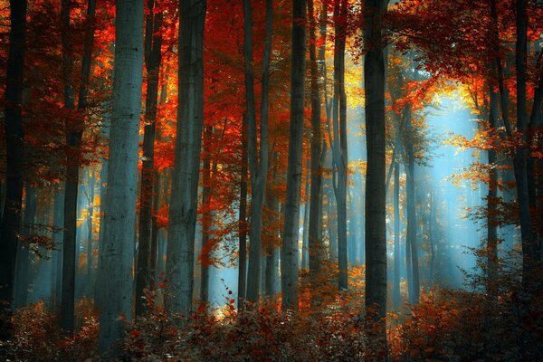 Heller Herbstwald mit Sonnenstrahlen