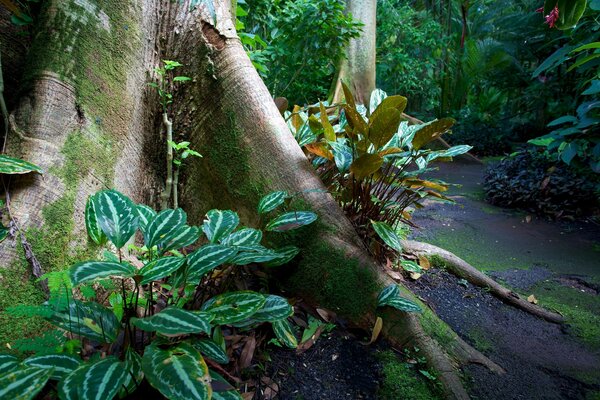 Grün gestreifte Blätter und ein großer Baum