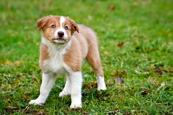 A little puppy is standing on the green grass