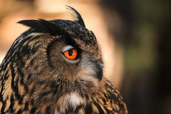 Owl close-up with orange eyes