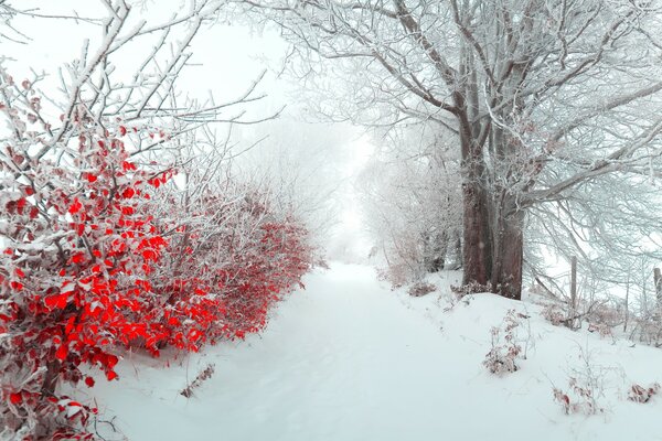 Piękne krajobrazy na zimowym tle