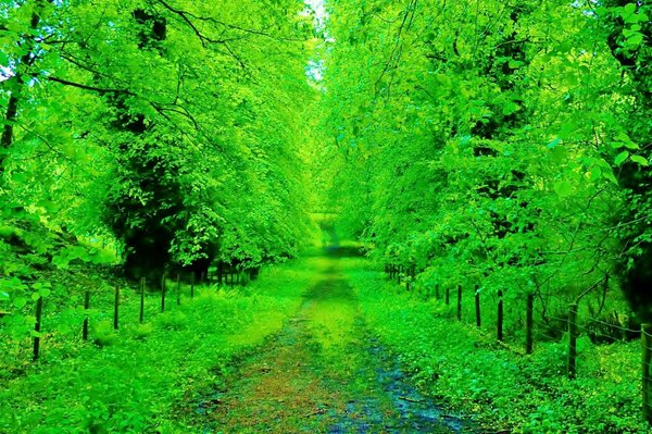 Park Schottland Straße im Wald