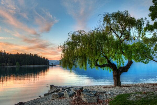 Lago e foresta al tramonto in estate