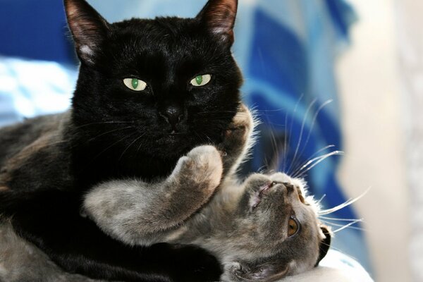 A black cat plays with a gray cat