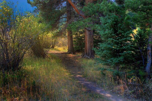 Hermoso paisaje con un camino en el bosque