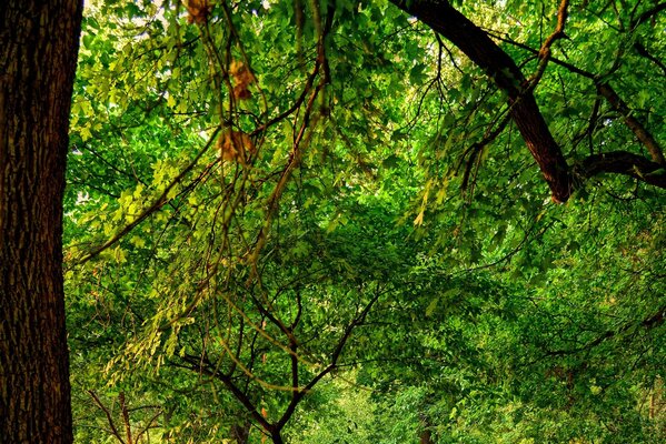 Grand arbre brun et feuillage vert