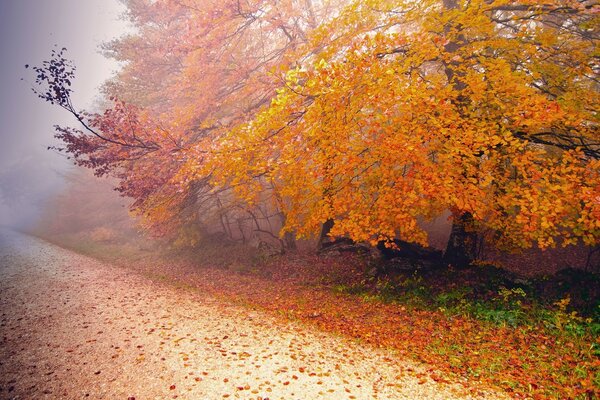 Herbstbäume. Blätter. Herbst