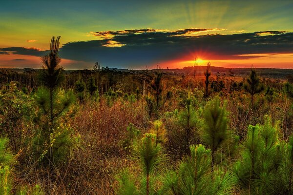 Beau coucher de soleil. Paysage de pins sur les collines