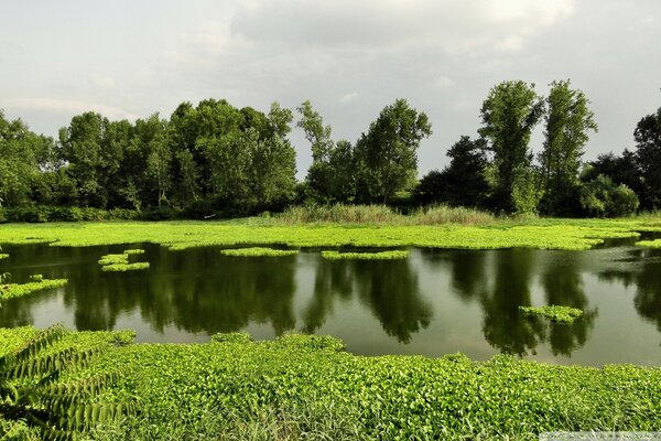 Exuberante vegetación-bosque y lago