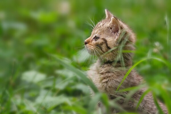 Gatito en la hierba se asoma sobre sus patas traseras