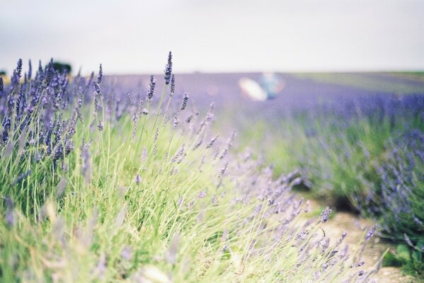 Campo de lavanda foto con desenfoque