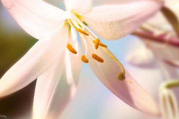 Die Lilie in ihrer Blüte ist die Ästhetik der Natur