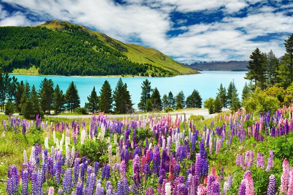 Paisaje de verano brillante. Lavanda lila y lago azul junto a la montaña verde