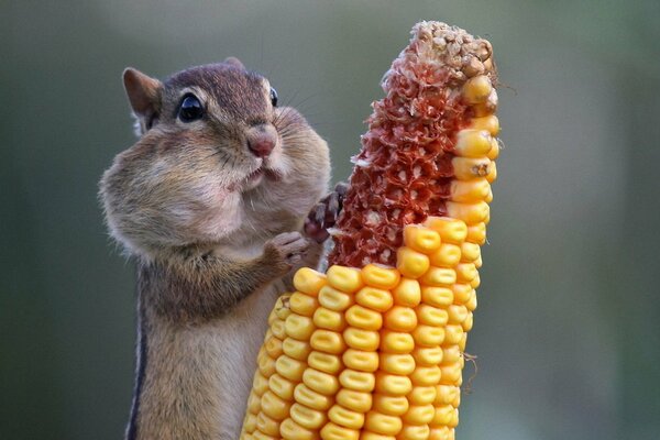 Serious chipmunk eats corn