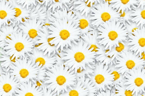 Background of white daisies in large numbers