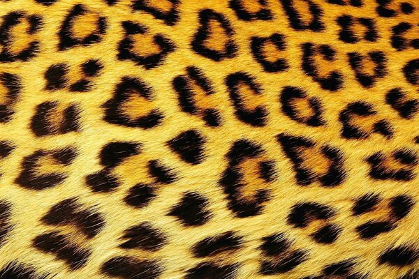 Background with leopard hair, all spotted