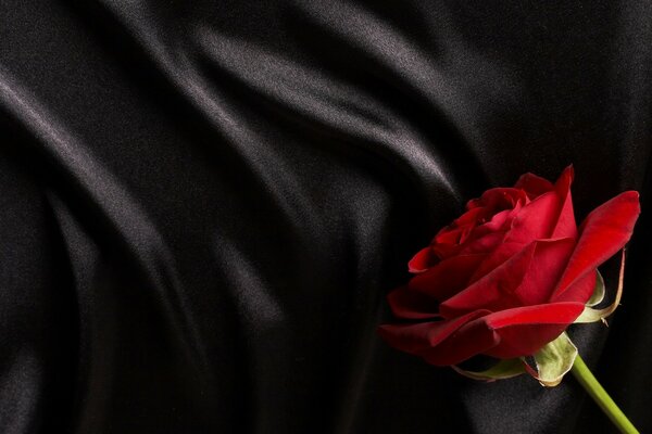 Red rose on a silk canvas background