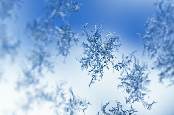 Delicate naked snowflakes on blue-white