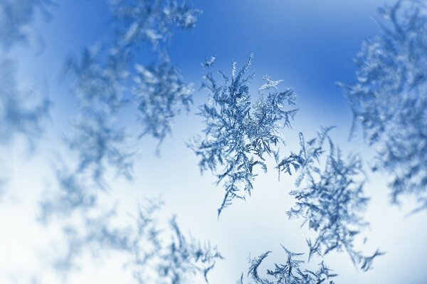 Tiernos copos de nieve en blanco y azul