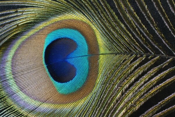 The variety of colors in the peacock feather
