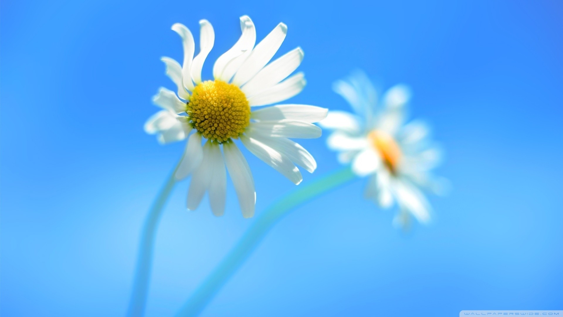 blue background windows 8 flower