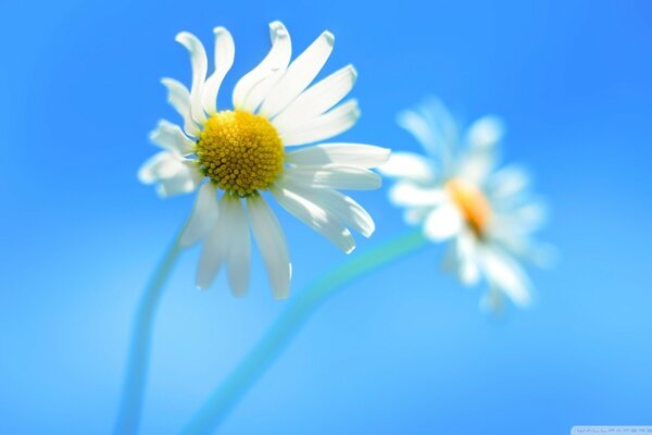 Marguerites délicates sur fond bleu