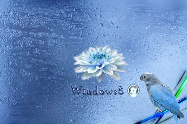 Fond bleu de windows 8 avec perroquet bleu