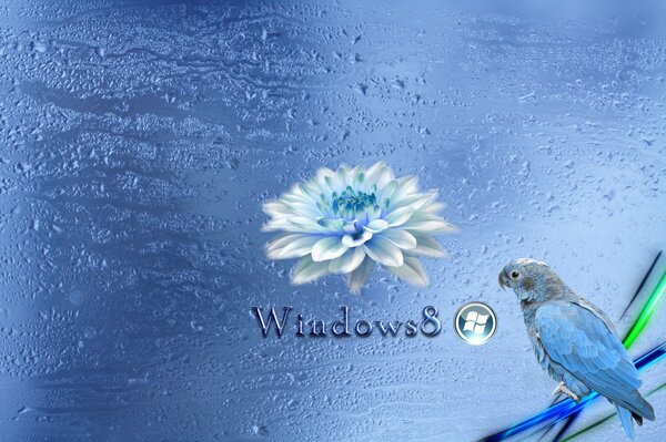Niebieskie tło windows 8 z niebieską papugą