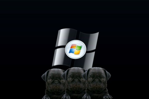 Drei Welpen und das Windows-Logo auf schwarzem Hintergrund