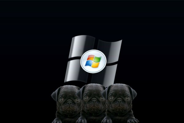 Three puppies and the Windows logo on a black background