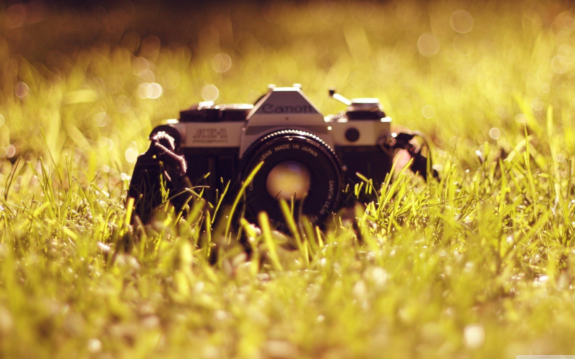 grass canon bokeh