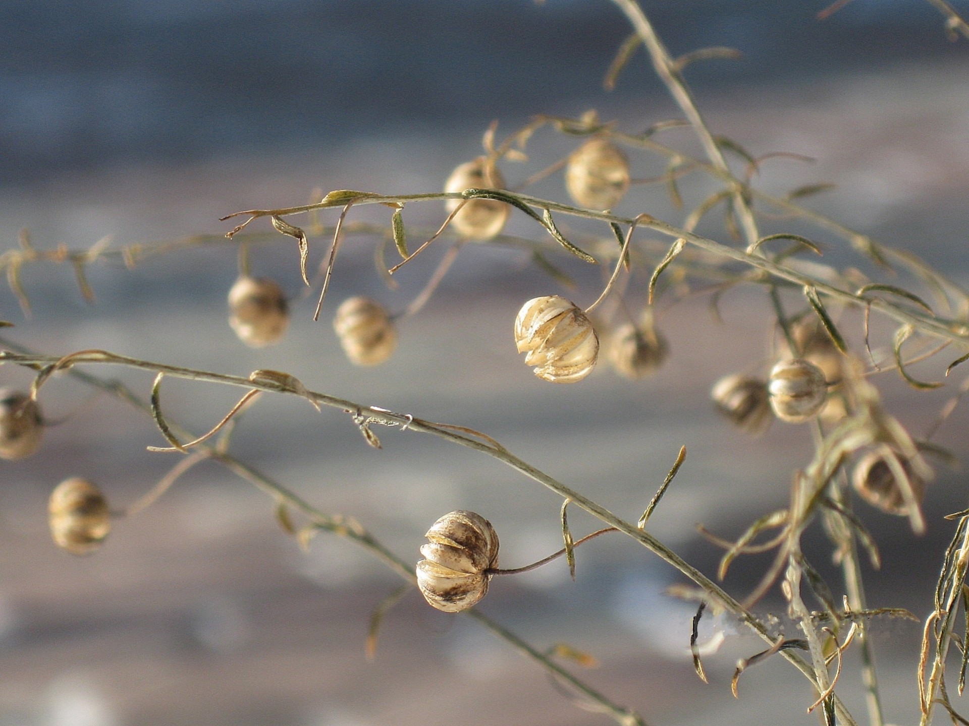 autumn and dry grass seeds flax