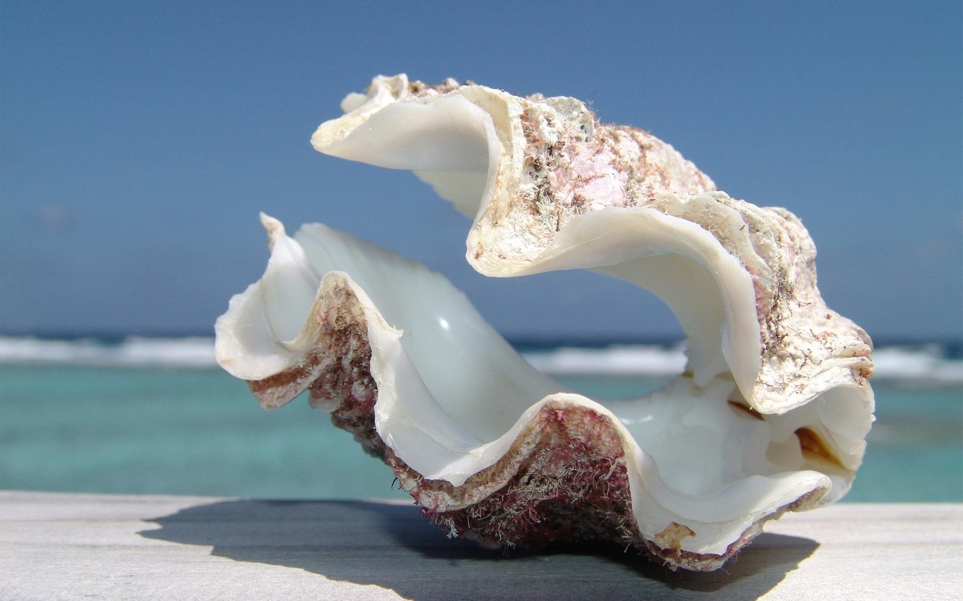 coquille de palourde bord de mer