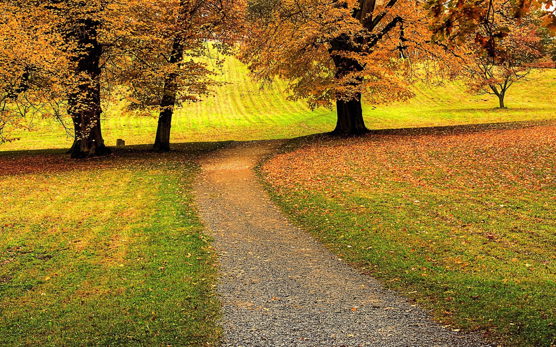 blatt herbst bäume landschaften wald