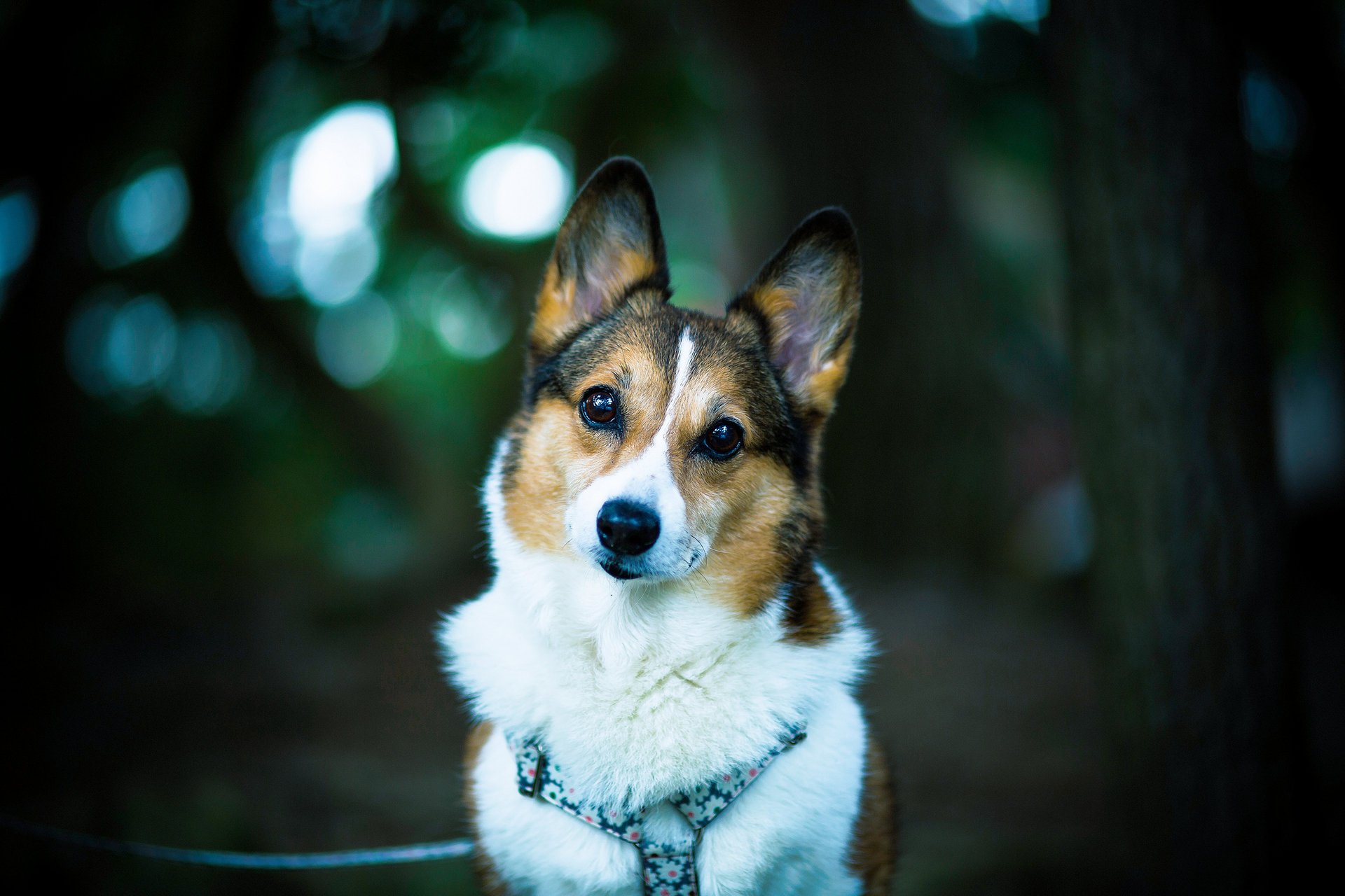 welsh corgi друг взгляд собака боке dog