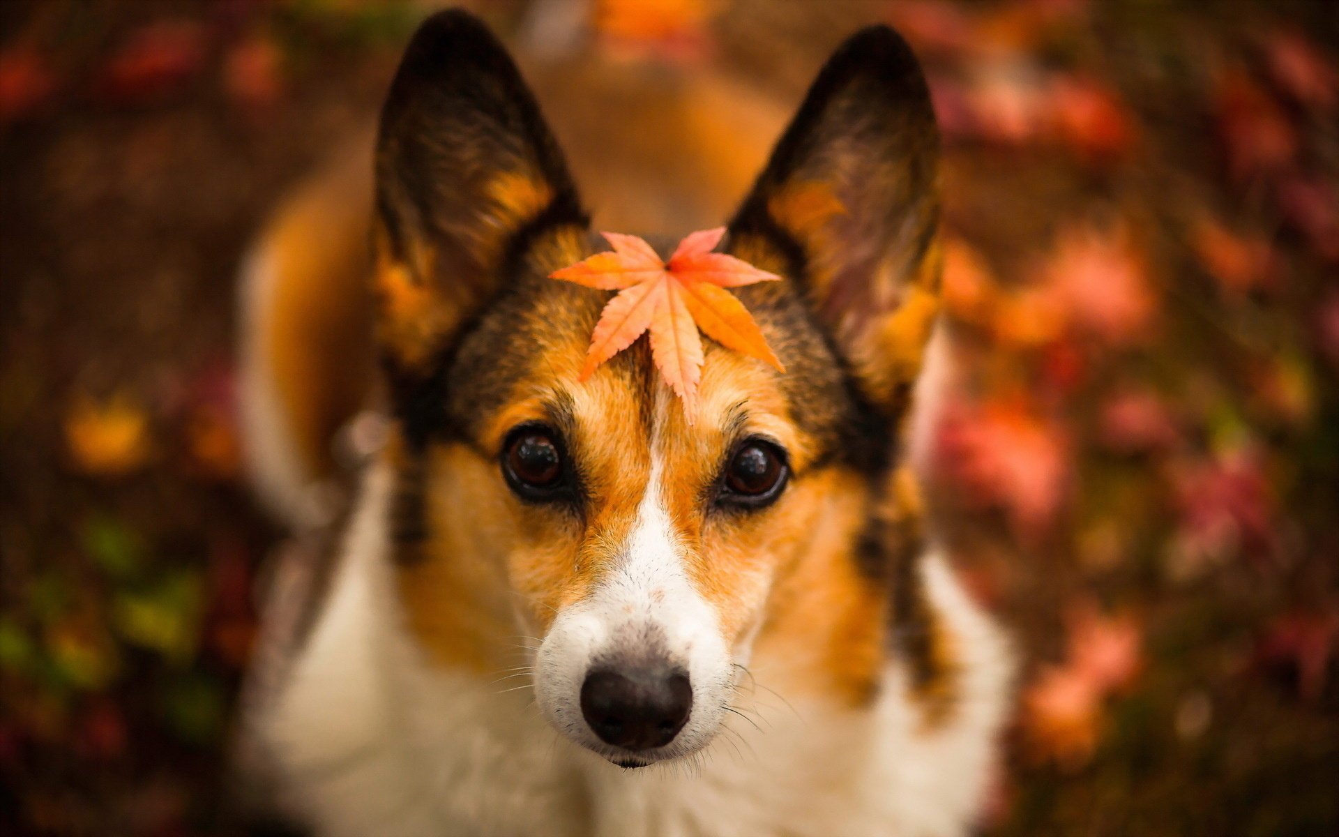 chien vue feuille