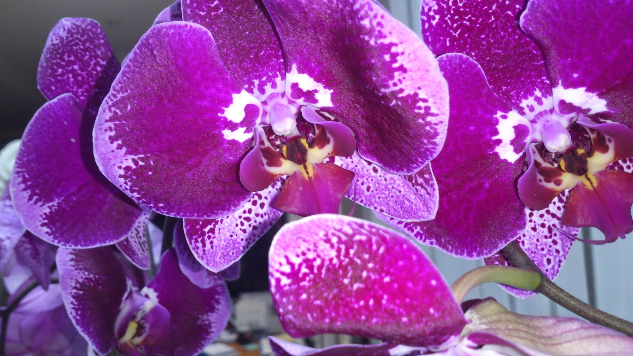 orchidée phalaenopsis