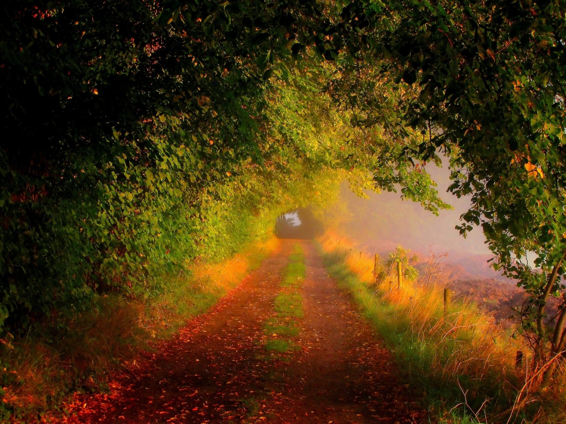 colored the field road nature sheet forest palm autumn path