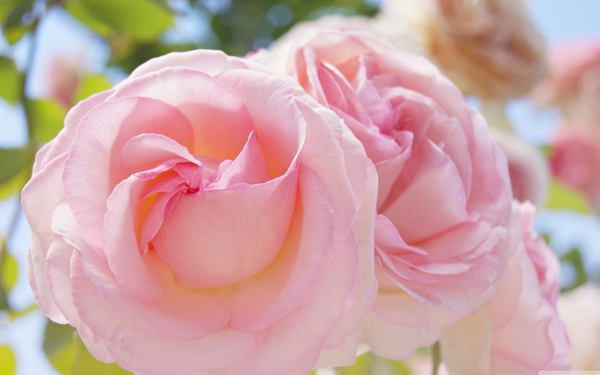 frühling rosen rosa makro blumen