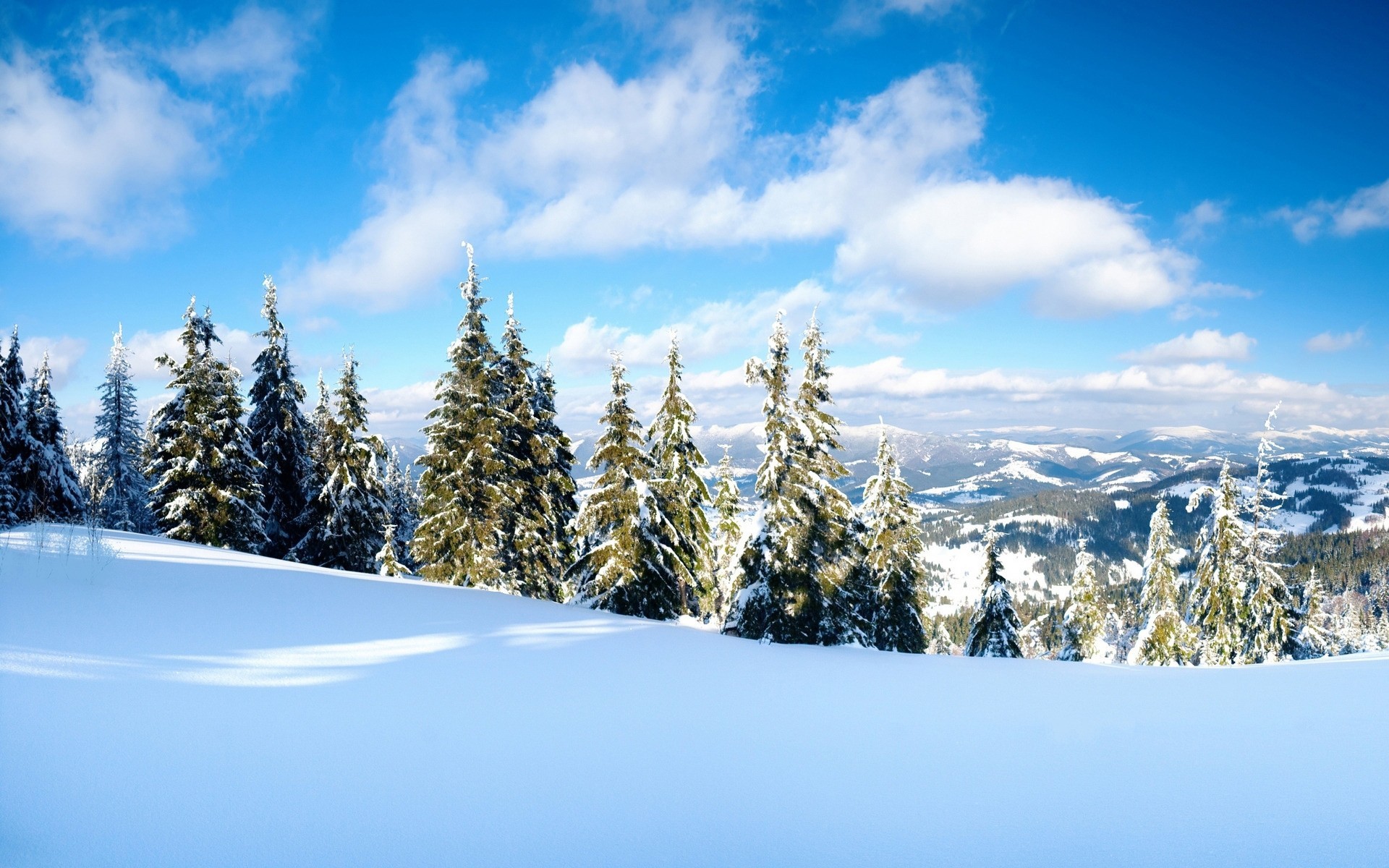 cub nature arbres neige montagnes hiver